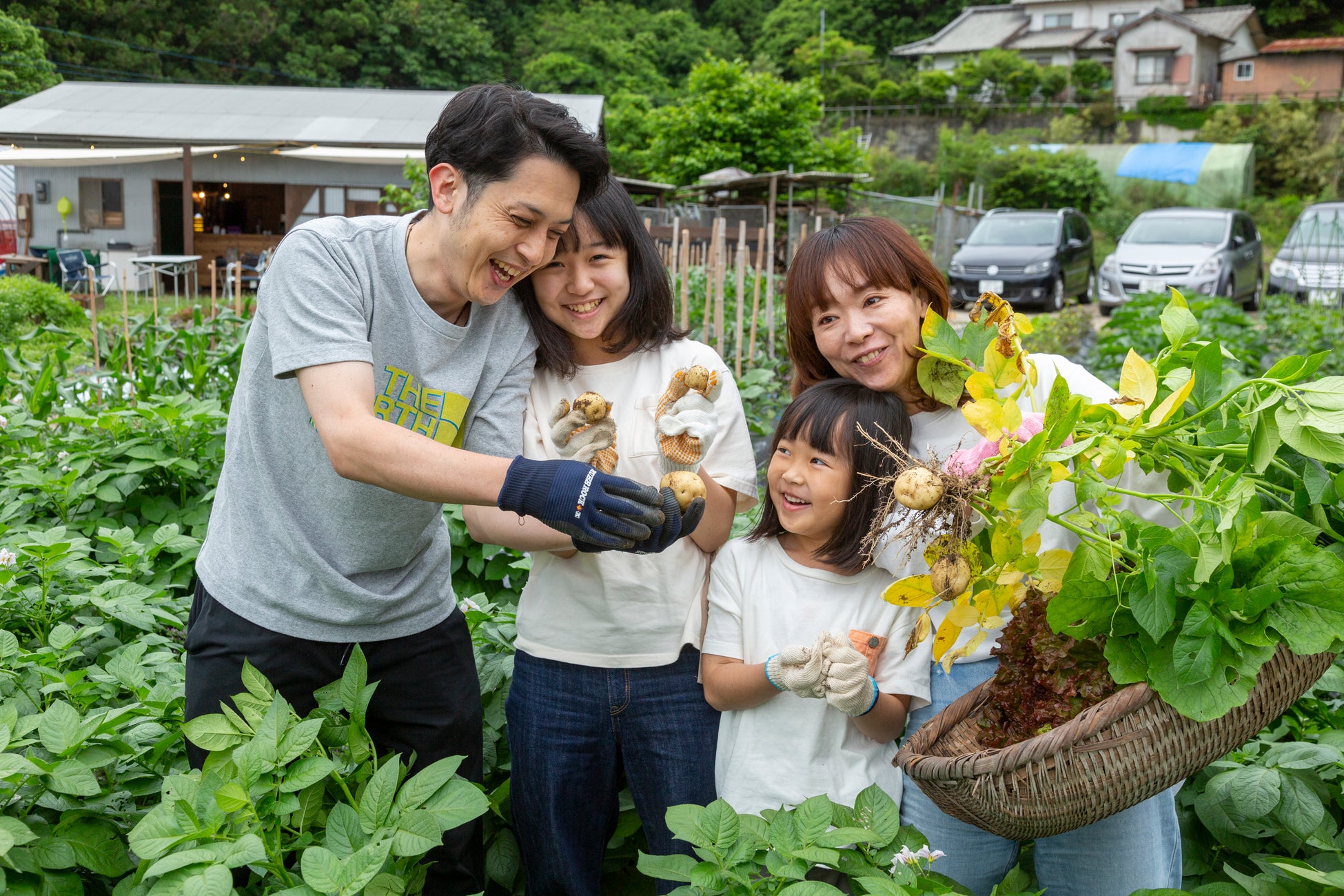 新じゃがの収穫体験